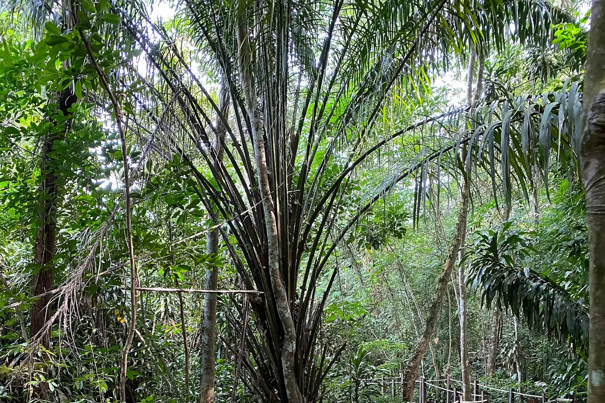 Thomson Nature Park, Singapore